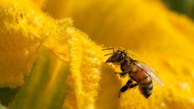 علت تلف شدن 500 میلیون زنبور در برزیل
