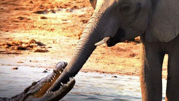 خرطوم فیل تشنه در دهان کروکودیل گرسنه