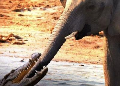 خرطوم فیل تشنه در دهان کروکودیل گرسنه