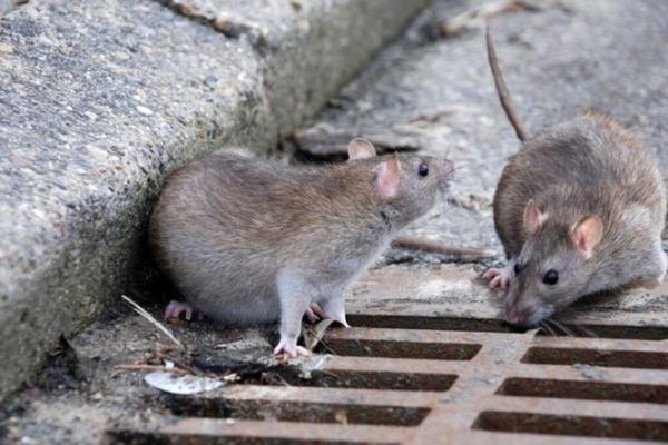 ببینید ، موش ها اینگونه لوله های آلومینیومی را در تهران می جوند ، این حیوانات موذی در کدام نقاط تهران زندگی می نمایند؟
