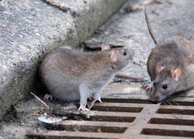 ببینید ، موش ها اینگونه لوله های آلومینیومی را در تهران می جوند ، این حیوانات موذی در کدام نقاط تهران زندگی می نمایند؟