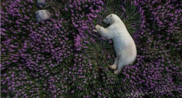 تصاویر تماشایی از زندگی خرس های قطبی در دشت اسطوخودوس